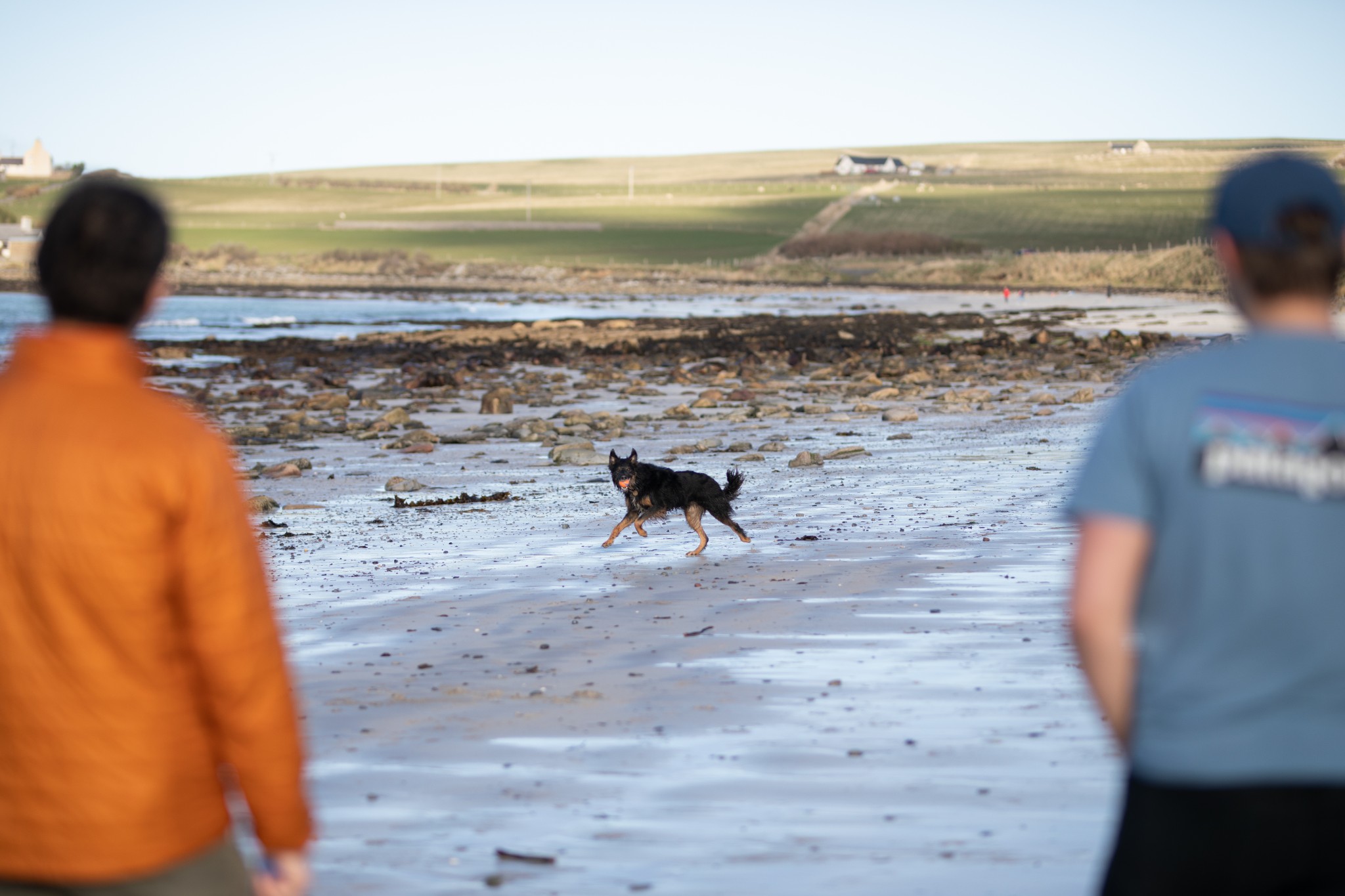 Dog walking in Orkney