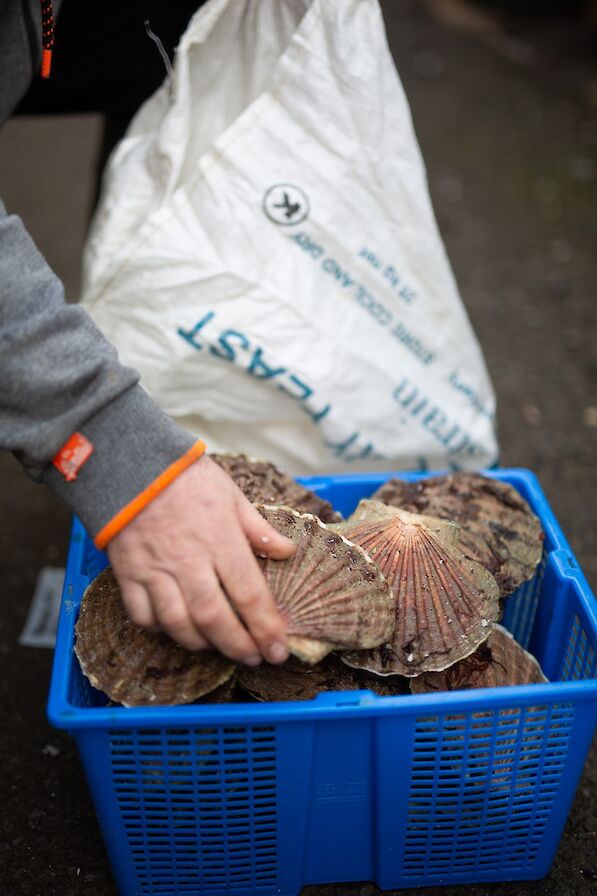 Fresh scallop delivery at the Hamnavoe Restaurant, Stromness