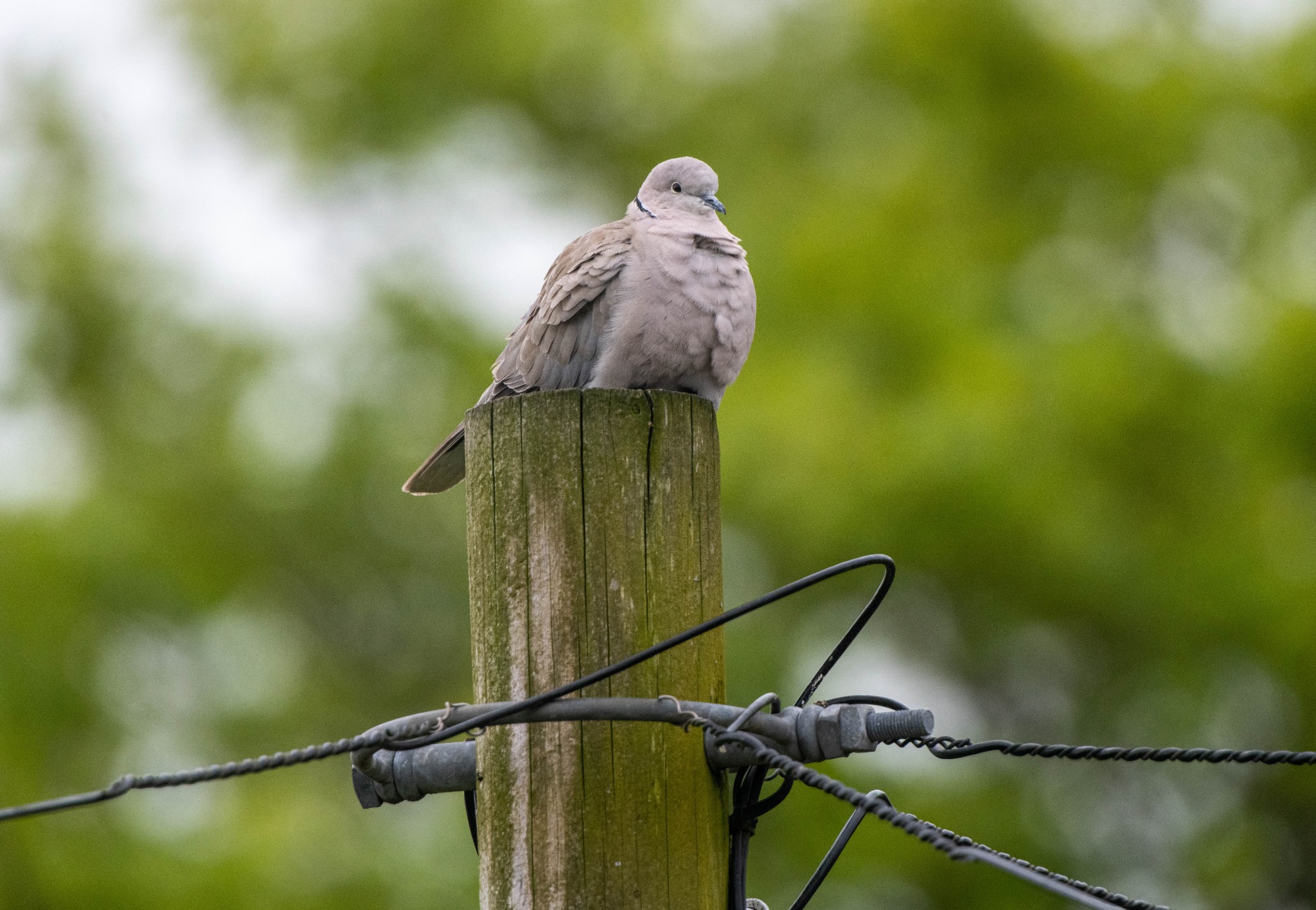 Collared dove - image by Raymond Besant