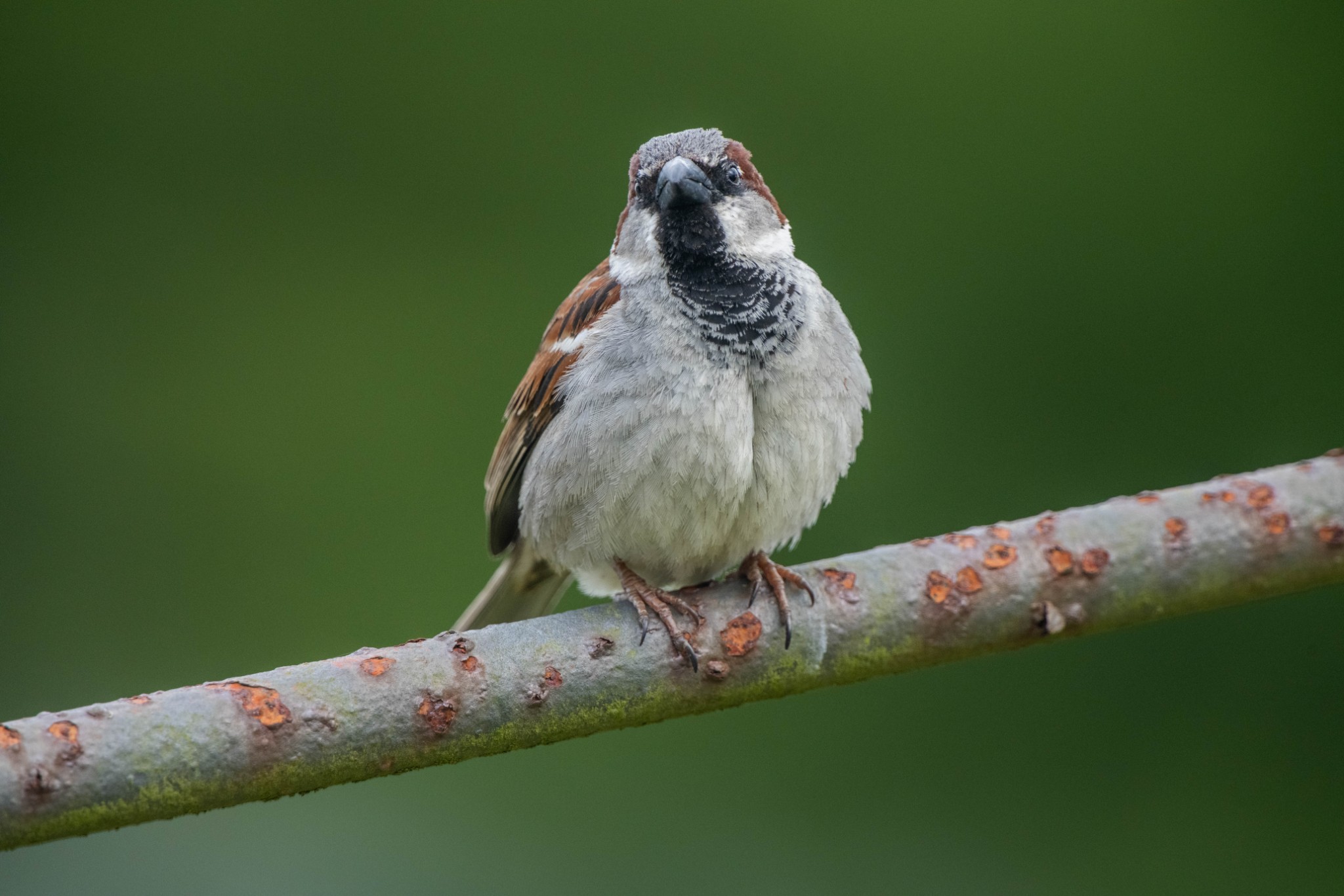 House sparrow - image by Raymond Besant