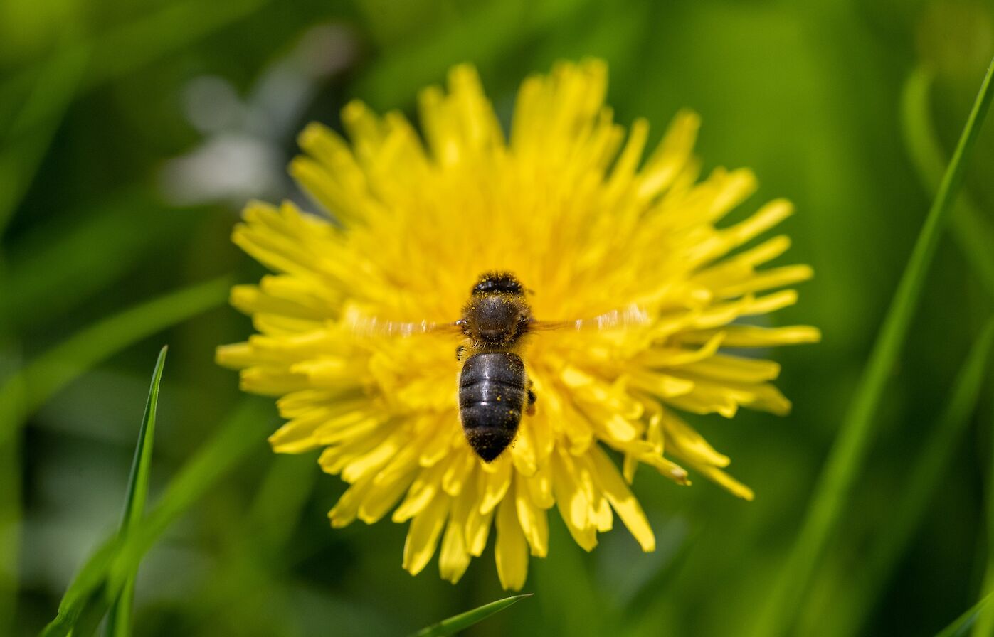 Dandelion head with bee - image by Raymond Besant