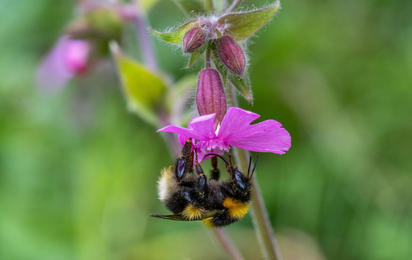 Bumblebee and red campion - image by Raymond Besant