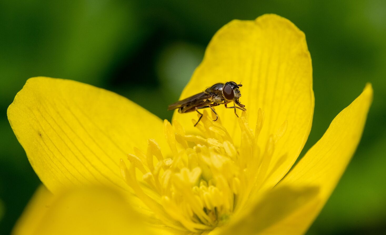 Hoverfly and marsh marigold - image by Raymond Besant