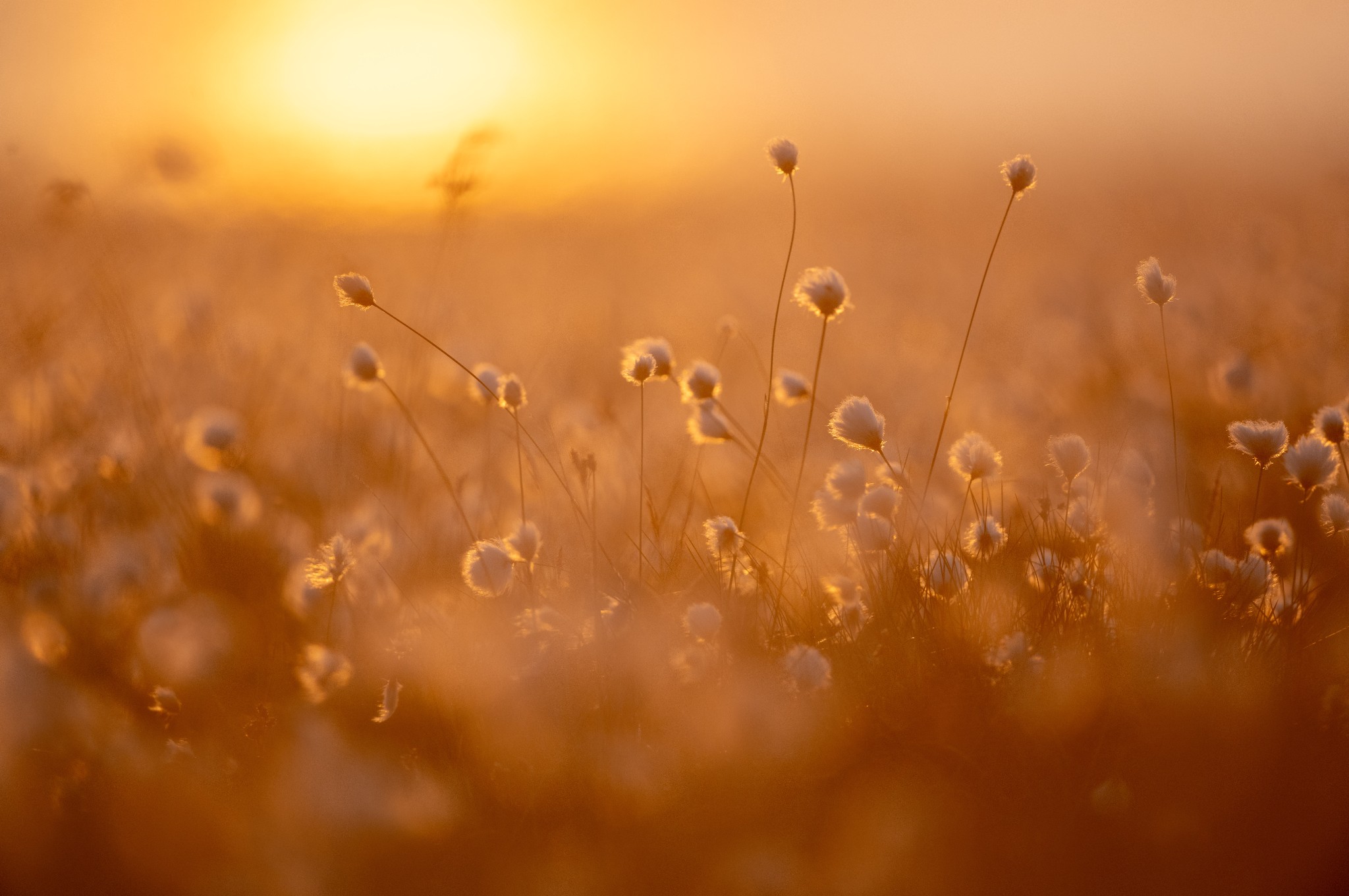 Orkney cotton grass - image by Raymond Besant