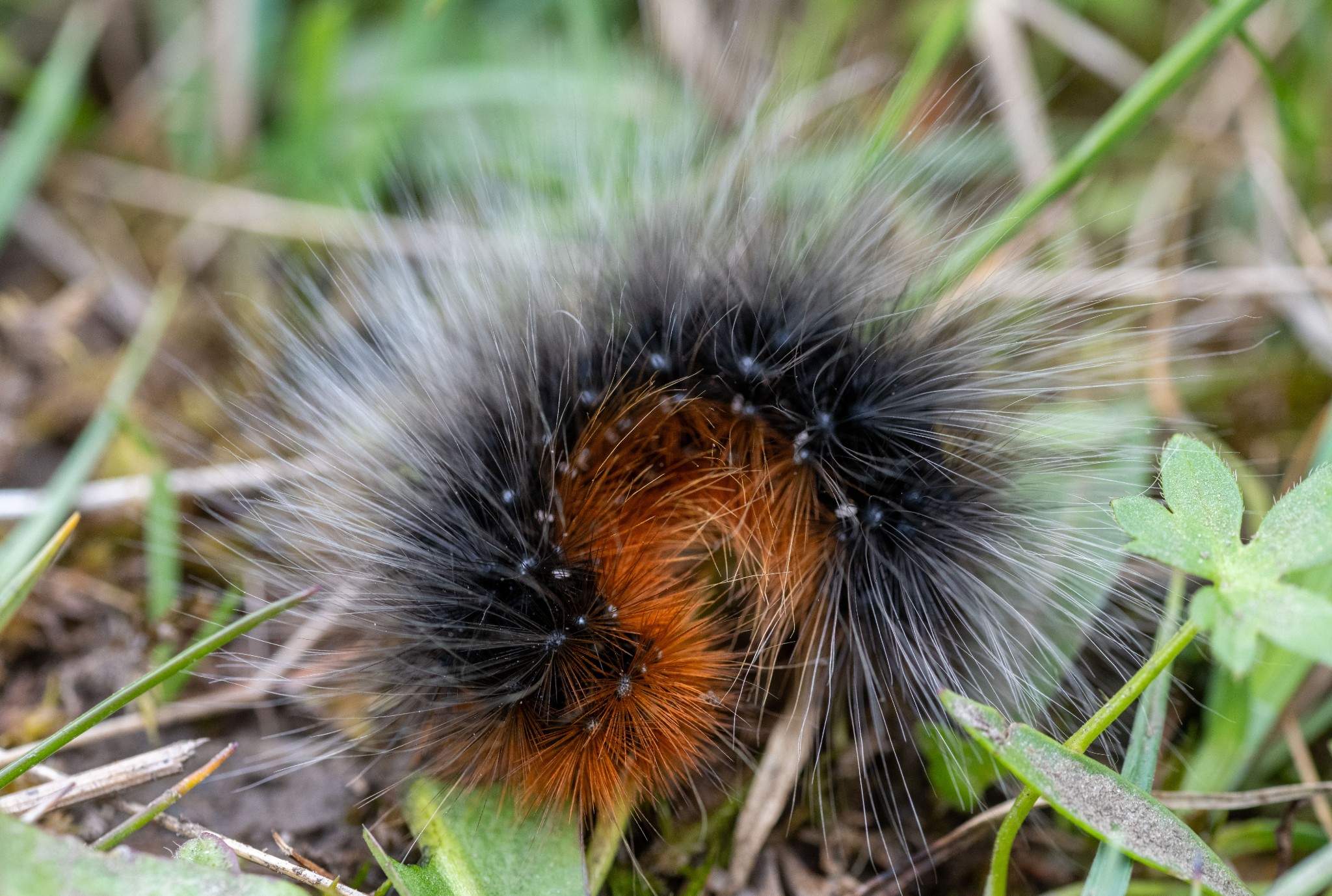 'Wooly bear' caterpillar in Orkney - image by Raymond Besant