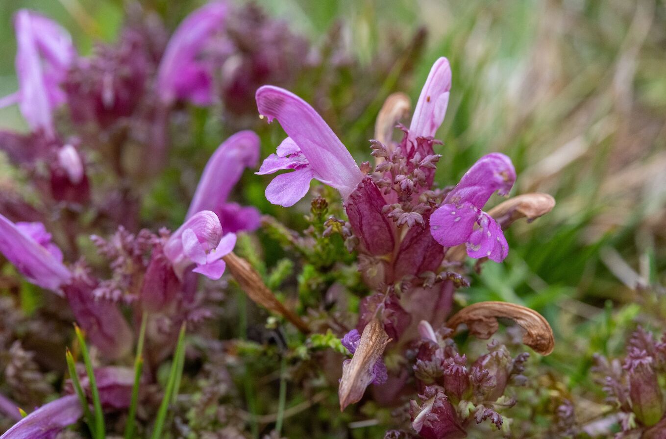 Lousewort in Orkney - image by Raymond Besant