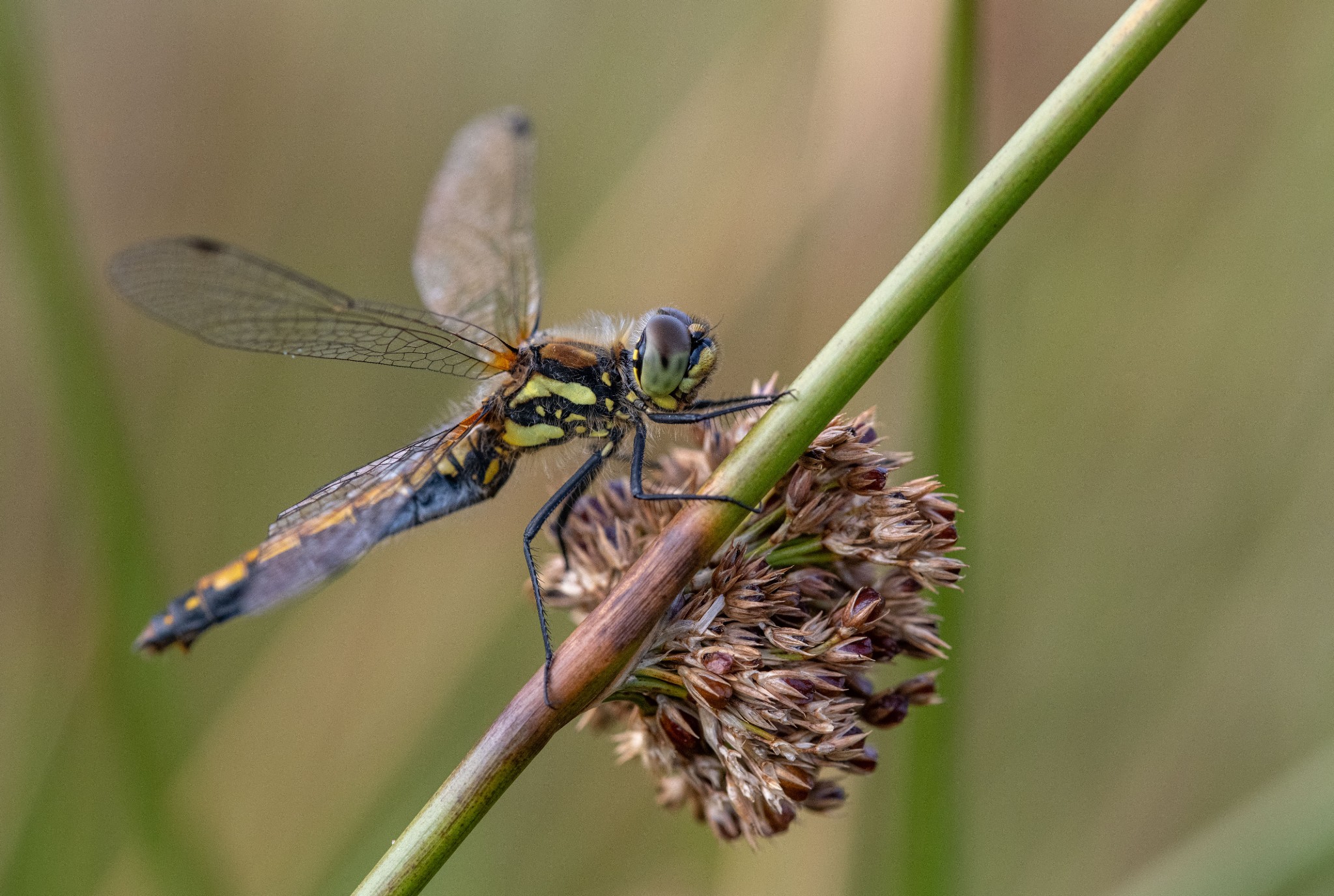 Black darter dragonfly in Hoy, Orkney - image by Raymond Besant