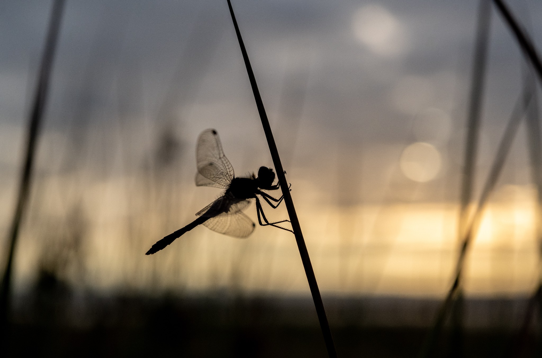 Black darter dragonfly in Hoy, Orkney - image by Raymond Besant