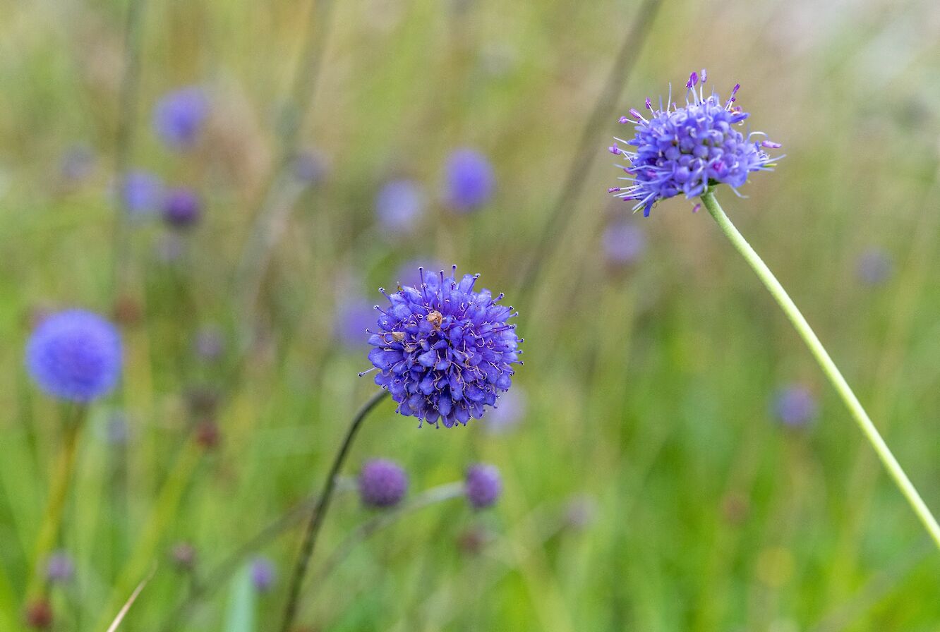 Devil's bit scabious in Hoy, Orkney - image by Raymond Besant