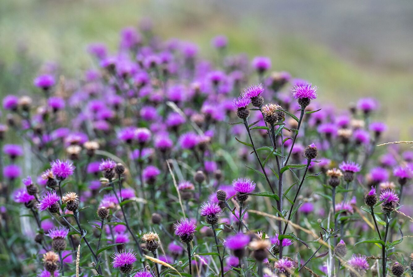 Knapweed in Hoy, Orkney - image by Raymond Besant