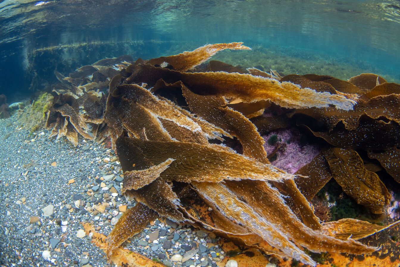 Sugar kelp at the Brough of Birsay, Orkney - image by Raymond Besant