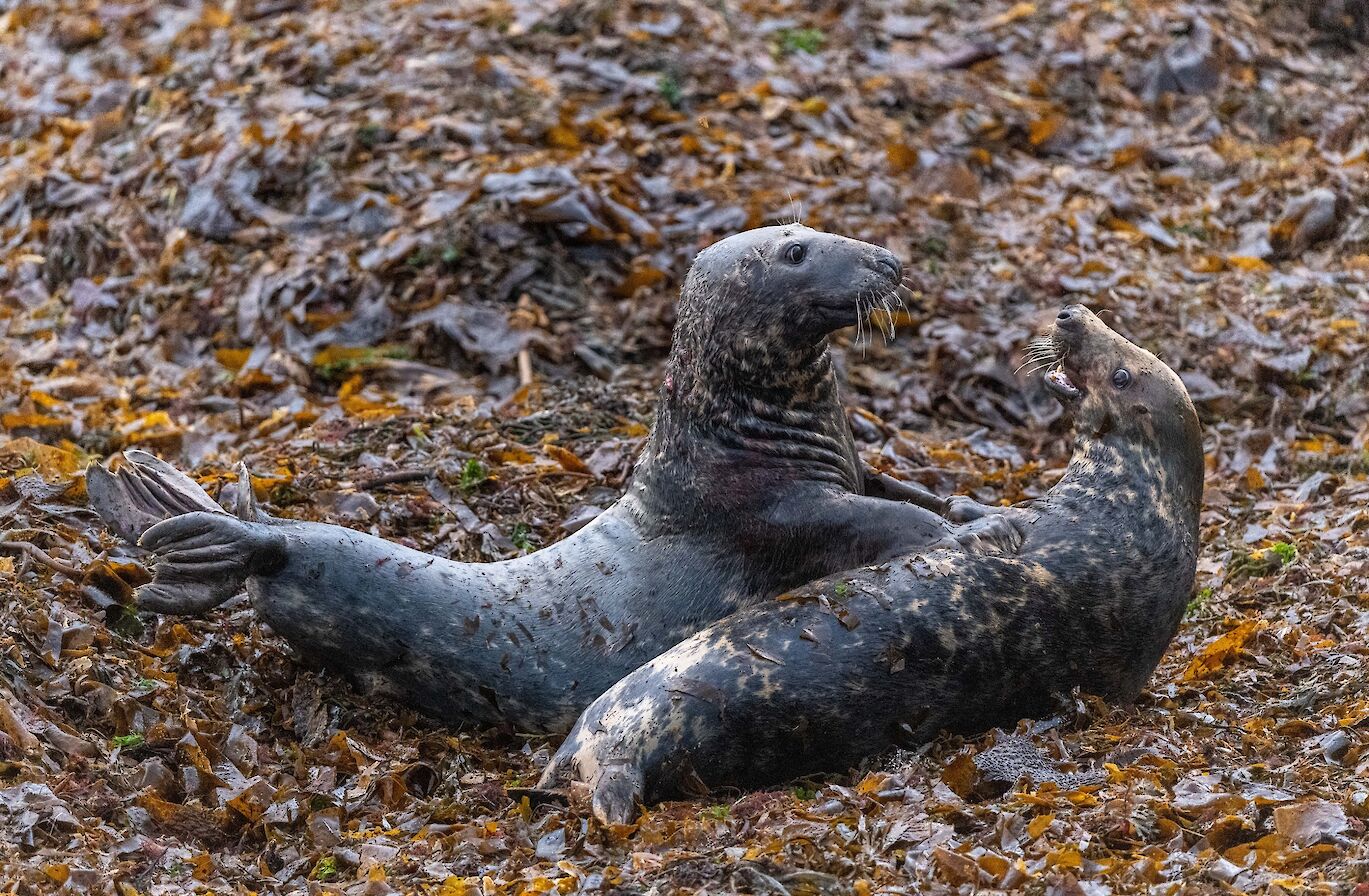Grey seals in Orkney - image by Raymond Besant
