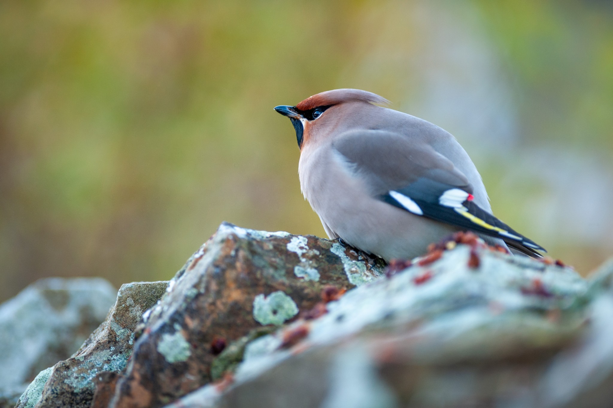 Waxwing in Orkney - image by Raymond Besant
