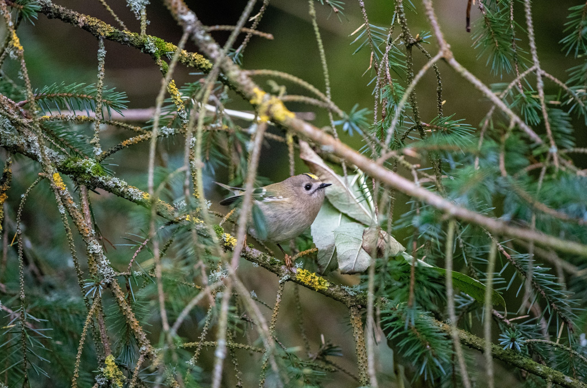 Goldcrest in Orkney - image by Raymond Besant