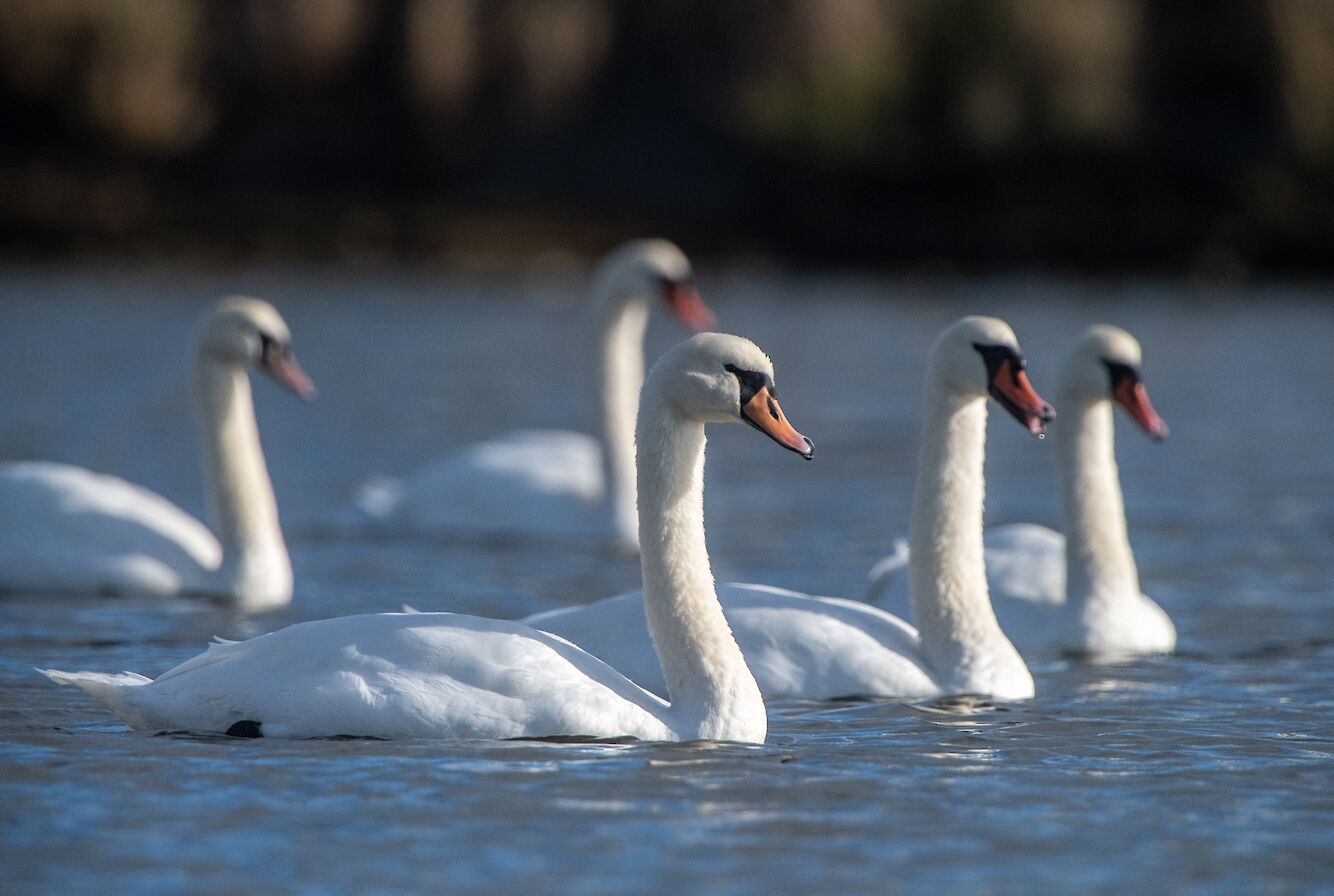 Mute swans in Orkney - image by Raymond Besant