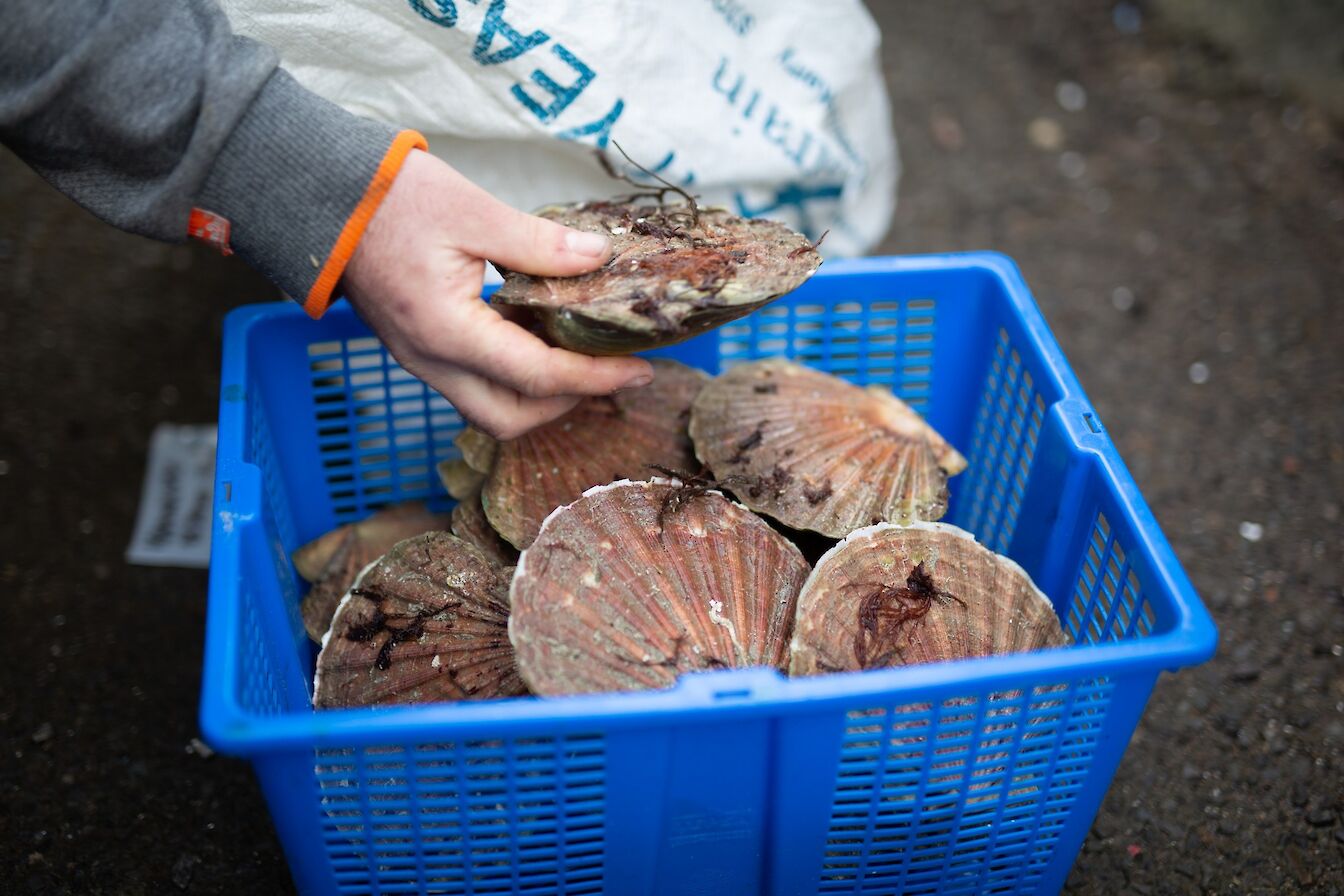 Fresh scallops in Orkney