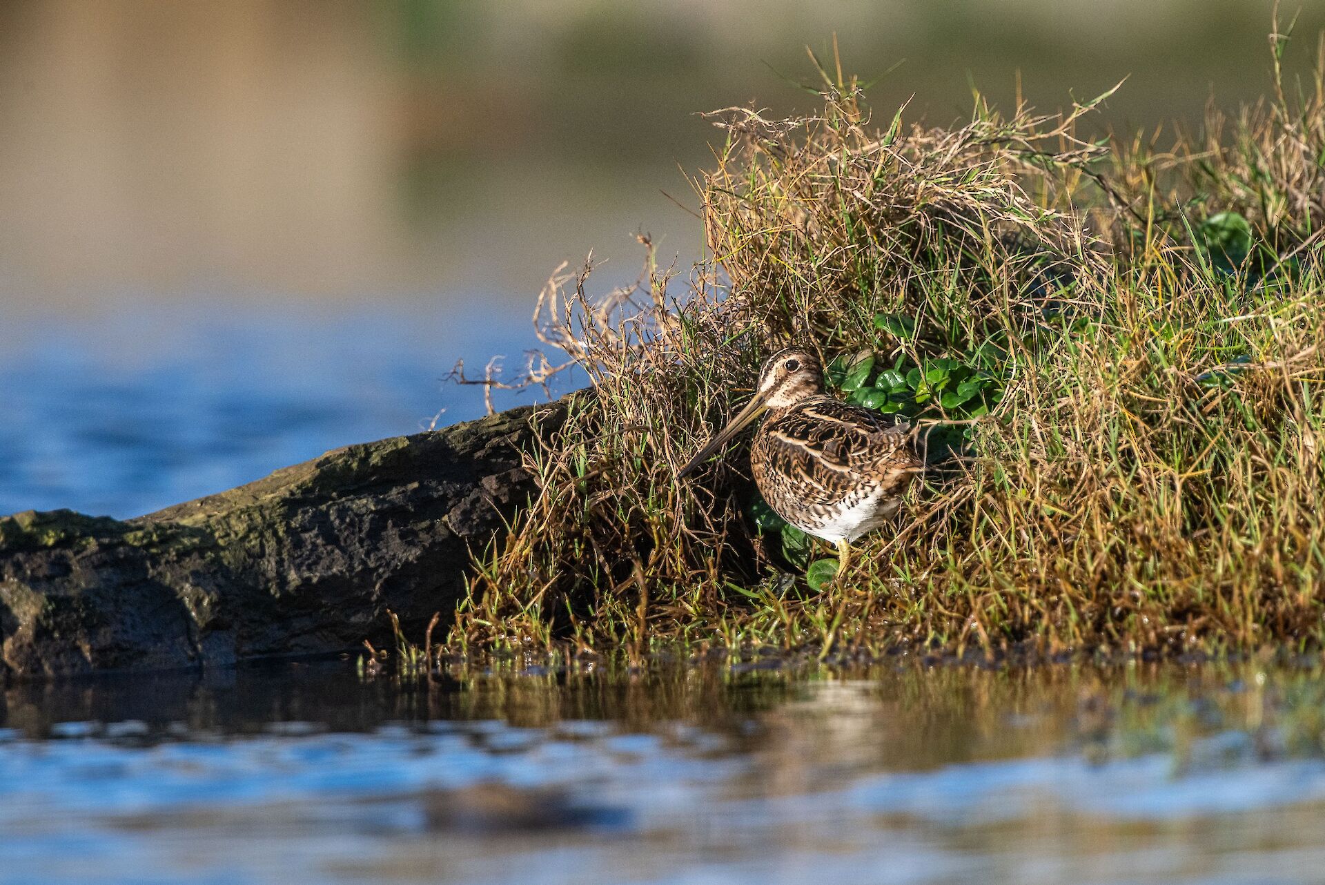 Follow Orkney's spring wildlife trail | Orkney.com