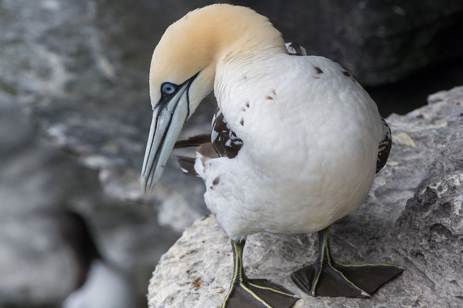 Follow Orkney's spring wildlife trail | Orkney.com