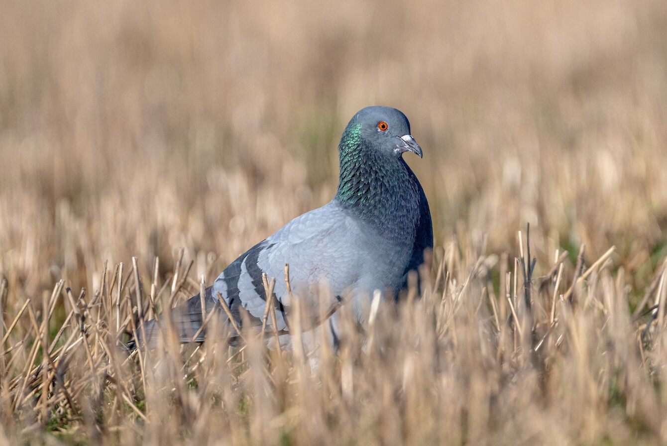 Rock dove in Orkney - image by Raymond Besant