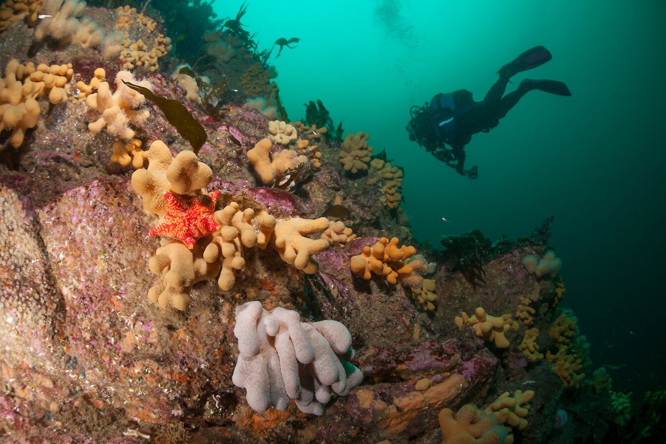 Diving in Orkney - image by Matt Doggett