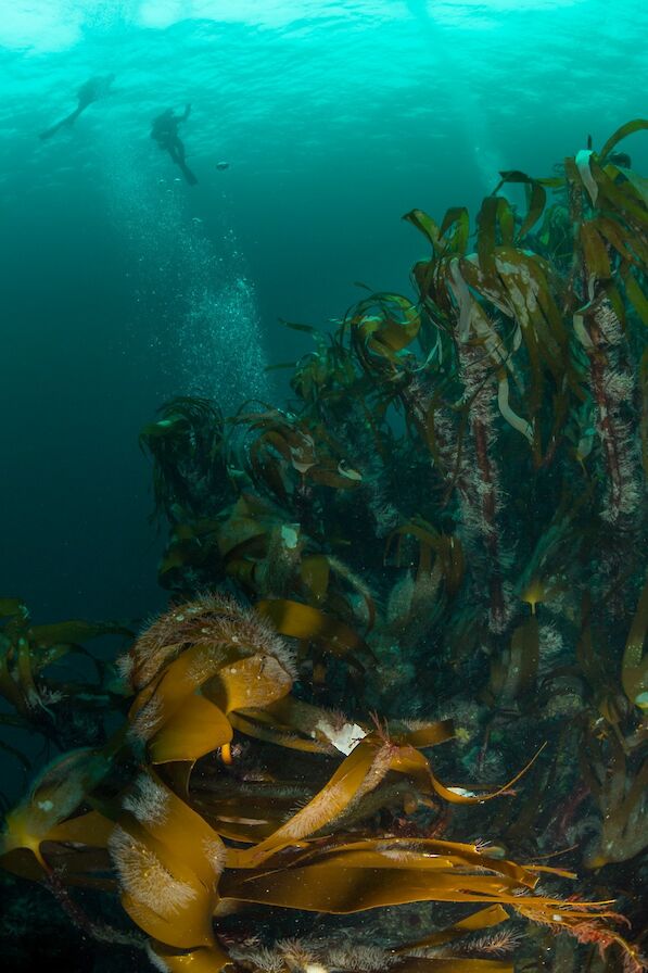 Diving in Orkney - image by Matt Doggett